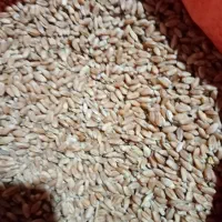 فروش بذر گندم و باقلا و سیر بذربرنج بهنام|عمده‌فروشی|کوهی‌خیل, |دیوار