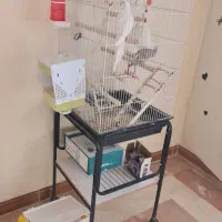 پرنده|پرنده|تهران, حصارک|دیوار