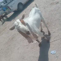 فروش گوسفند