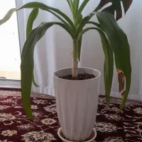 تعدادی گلدان|گل و گیاه طبیعی|اصفهان, فردوان|دیوار