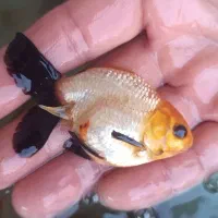 گلد فیش سایز|ماهی|ارومیه, |دیوار