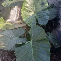 کل بابا آدم ونخل|گل و گیاه طبیعی|شاندرمن, |دیوار