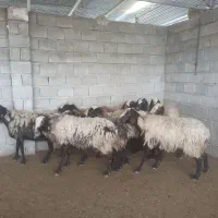 میش