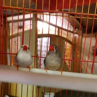فنج فنچ|پرنده|خمینی‌شهر, |دیوار
