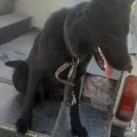 سگ ژرمن بلک اصل و خالص