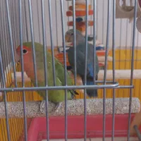 طوطی برزیلی سالم دوتا جفت تخم گذار و۳ جوجه بالغ|پرنده|تهران, سازمان آب|دیوار