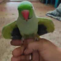 طوطی ملنگو فول دستی سخنگو