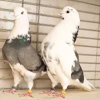 کفتر ۵جفت نرو ماده جنس جواب داده