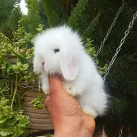 خرگوش مینی لپ