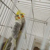 عروس هلندی کار سهره مست دهن قناری|پرنده|تربت جام, مسکن مهر|دیوار