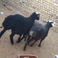 بره نر و ماده وزن  ۳۰کیلو