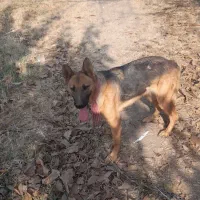 سگ ژرمن ماده