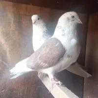 کفتر|پرنده|کرج, حسن آباد|دیوار