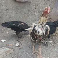 مرغ وخروس  لاری
