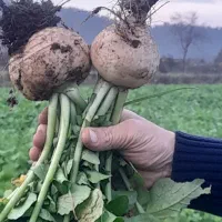 ترب برگ شیشه ای آبدار