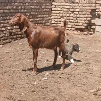 بز جوان بدون بزغاله