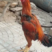مرغ و خروس لاری