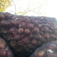 خرید و فروش پیاز عمده|خدمات باغبانی و درختکاری|بناب, |دیوار