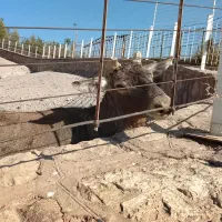 مسکن ملی پروژه پایه سازه پاسارگاد