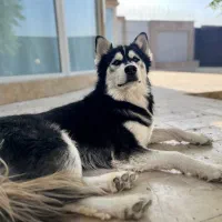 پانسیون سگ. نگهداری سگ . مربی سگ