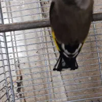 سهره نر دورگ داغسر کلکسیونی