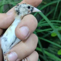 جوجه سهره نر|پرنده|تبریز, |دیوار