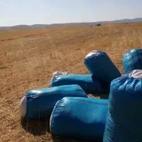 کاه  گندم  دیم کرمانشاه  جو دانی تضمینی بشرط