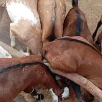 نری و گیسه فروشی|حیوانات مزرعه|قشم, |دیوار