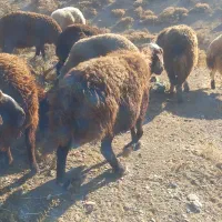 دو عدد میش روزگاری|حیوانات مزرعه|داران, |دیوار