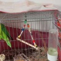 طوطی برزیلی نر