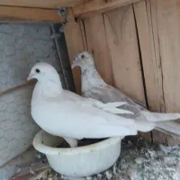 آلمانی و پلاکی|پرنده|قم, گلزار|دیوار