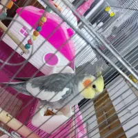 عروس هلندی سخنگو