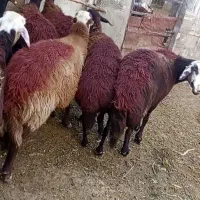 میش