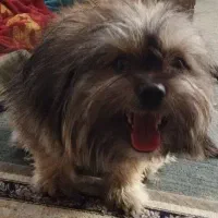 پت پامر شیتزو/۸ماهه/جنسیت نر/معاوضه با توله|سگ|گلستان (تهران), |دیوار