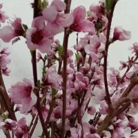 حواله ماشین راناپلاس