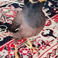 مرغ مینا سخنگو فحش میده