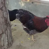 فروش مرغ نژاد برهما و جوجه ۴۵روزه برهماو وی وی دنت|حیوانات مزرعه|قشم, |دیوار