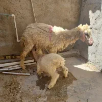 گوسفندیک شکم زاییده بره نر