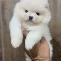 سگ پامرانین