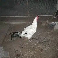 خروس|حیوانات مزرعه|سراوان, |دیوار