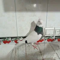 کبوتر طوقی و دمی|پرنده|یاسوج, |دیوار