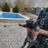 توله سگ سرابی