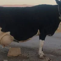 گاو دورگ هلشتاین|حیوانات مزرعه|رومشکان, |دیوار