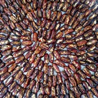 خرمای آجیلی ، شیره دار کبکاب|خوردنی و آشامیدنی|لامرد, |دیوار