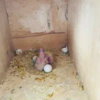 عروس هلندی|پرنده|مهاباد (آذربایجان غربی), |دیوار