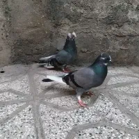 کبوتر|پرنده|تاتار علیا, |دیوار