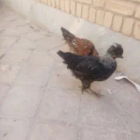مرغ و جوجه|حیوانات مزرعه|قم, شهرک مهدیه|دیوار