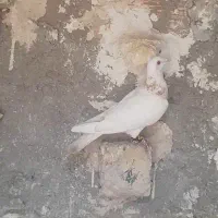 معاوضه با کفتر|پرنده|شیروان (خراسان), |دیوار