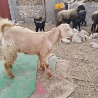 تیشتر عدانی هلی|حیوانات مزرعه|خورموج, |دیوار