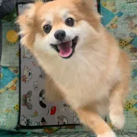 سگ پامرین روباهی|سگ|رشت, جماران|دیوار